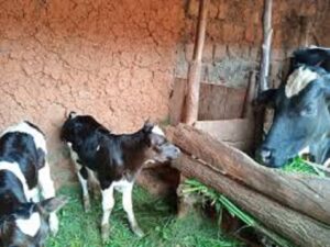Ntibisanzwe!Mu karere ka Bugesera Ihene Yabyaye umuntu [IFOTO].