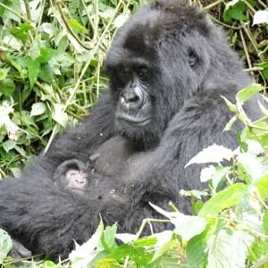 Rwanda-DRC : Ingagi ziratabarizwa ko zishobora gupfira gushira igihe u Rwanda na DRC byatana mu mitwe