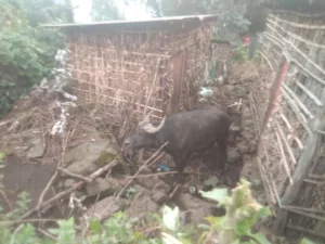 Mu Karere ka Musanze imbogo yanze kuva mu rugo rw’ umuturage , abaturage nabo bahera mu nzu hari icyahise gikorwa vuba vuba