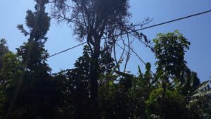 Rusizi birwanyeho insinga bazinyuza mu biti by’ avoka ntihatagira igikorwa abaturage barahaburira ubuzima kandi inzego zirebera