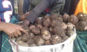 RAB yagaragaje ikibazo cyateye igabanuka ry’umusaruro w’ibirayi gusa inerekana uburyo bwiza bugiye gukoreshwa mu kuvuguta umuti w’icyo kibazo.