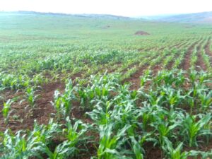 Kayonza:Abaturage barabyinira ku rukoma nyuma yo guhabwa ahahoze icyanya cyahoze cyitwa muri MINAGRI