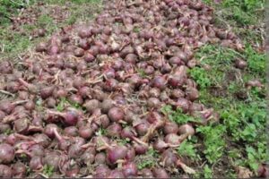Nyagatare: Abahinzi b’urusenda n’ibitunguru baravuga ko bakomeje guhura n’ibihombo kubera kutagira isoko.