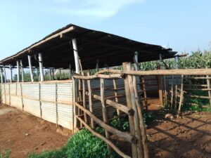 Kayonza: Gufungirwa ibagiro bikomeje kubashyira mu gihombo birimo no kubura kw’akaboga.