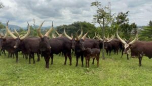 Nyanza: Ubukerarugendo bushingiye ku muco n’inyambo bushobora gutuma umuvuduko w’iterambere utumbagira