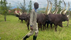Ishuri ry’umurage ndangamuco  ni kimwe mu bizafasha urubyiruko kuguma ku muco