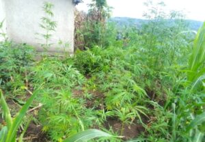 Nyanza:Umuturage yasanzwe yarahinze ibiti birenga 60 by’ urumogi harimo nibyo yasaruye.