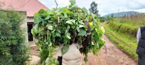Muhanga: Abaturage bababajwe no kurandurirwa ibishyimbo biteze, bavuga icyibyihishe inyuma