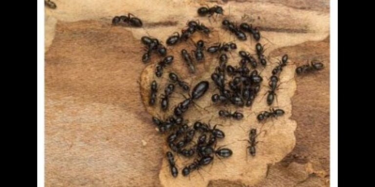 Ese byagenze gute kugira ngo ikimonyo kimwe cy’ ikigore kigure amadolari 233? Abaturage bose batangiye kubirwanira