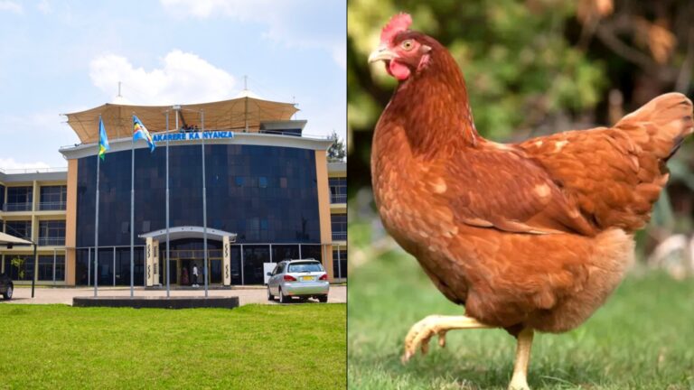 Umusore w’ i Nyanza byamwanze mu nda afata inkoko arayisambanya kugeza iheze umwuka
