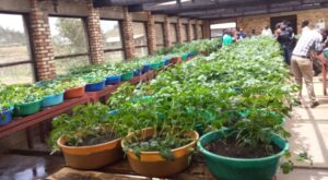 NYARUGURU: Abatubuzi b’imbuto z’ibirayi barifuza green house mu rwego rwo gukomeza kongera umusaruro wabo.