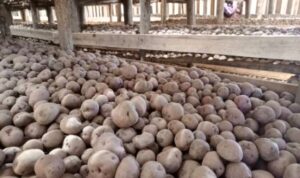 NYARUGURU: Abatubuzi b’imbuto z’ibirayi barifuza green house mu rwego rwo gukomeza kongera umusaruro wabo.