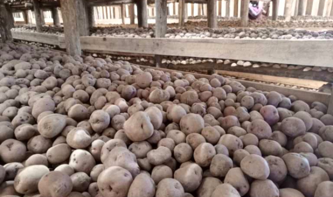 NYARUGURU: Abatubuzi b’imbuto z’ibirayi barifuza green house mu rwego rwo gukomeza kongera umusaruro wabo.