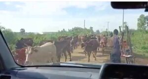 “FARDC niramuka ihageze ibintu bishobora kuba bibi”: Impamvu yatumye abaturage batangira guhungisha amatungo yabo